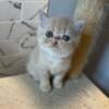 Cream coloured Exotic shorthair male kitten 