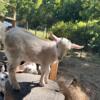 3 Gorgeous Goats for sale/rehoming, in milk