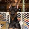 Rehome Doberman puppy