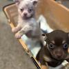 Chocolate and Tan pomchi 