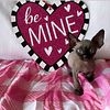 BE MINE Litter*Sphynx & Minskins AVAILABLE