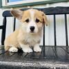 Beautiful Pembroke Welsh Corgi Puppy AKC