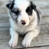 Border Collie Puppies ABCA