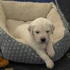 English Cream  Golden retrievers 
