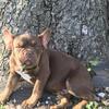 Frenchie 