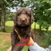 Chocolate and Golden Labradoodle Puppies