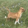 Olde English Bulldogge (sire)/Pittbull dame $500 w/ papers or w/o obo