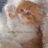 Red & White Persian Kitten For Sale in Arkansas