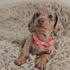 Three Dapple Miniature Dachshund Puppies