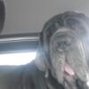 Neapolitan mastiff female 3 years old akc.reg 1500