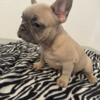 French bulldog puppies