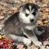 Husky puppies