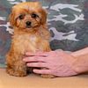 Cavapoo Puppies