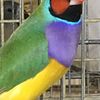 Gouldian finches