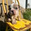 Olde English Bulldogge puppy, girl