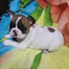 French bulldogs