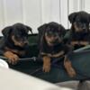 Rottweiler Puppies Ready for a new home NJ/NY/CT/PA