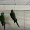 Many Color Parakeet ( Mulga) Pair