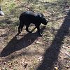 Pyrador (Great Pyrenees/Labrador) Puppies ready for new homes (One black male left)