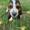 BASSET HOUND PUPPIES