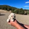 Cocker Spaniel puppies