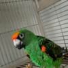 parrot for sale male