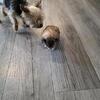 Morkie Puppies for sale 