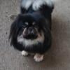 Pekingese females up for rehoming