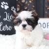 Annie Sweet Little Shih-tzu Puppy