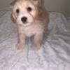 Toy poodle mix 