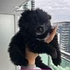 Female Pomeranian Puppy for Sale