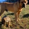 Boerboel X Caucasian Shepherd