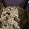 Golden Retriever puppies