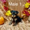 Yorkie Pups for sale