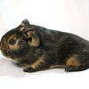 Guinea Pigs Held from birth Pedigreed, Healthy & Great Pets
