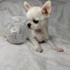 AKC Chihuahua