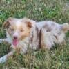 Australian shepherd pups