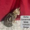 TICA Registered Savannah Kittens