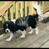 Cavalier King Charles spaniel litter expected