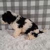 Austin Mini Sheepadoodle $750.00