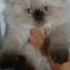 10 week old Seal Point Female Persian