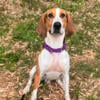 Free coonhound 