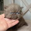 Cfa registered solid chocolate Persians 