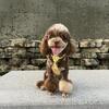 Toy Poodle Open For Stud