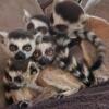 Baby Ring tail lemurs for sale $2200 (SC Residents ONLY)