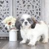 Angus Handsome Shih-tzu