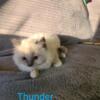 Fluffy playful Ragdoll kittens! males and females