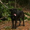 Best cane corso puppies