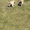 Akc yellow labs