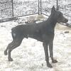 Blue male Doberman with European bloodlines